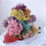 Preserved Limonium 2 | DreamGarden SG