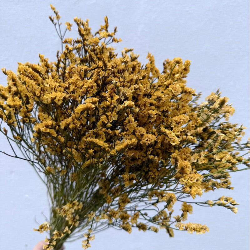 Preserved Limonium 2 | DreamGarden SG