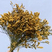 Preserved Limonium 2 | DreamGarden SG