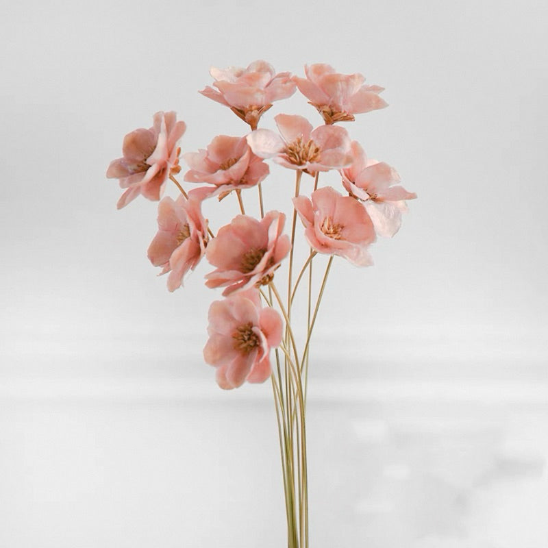 Preserved Flowers Cotton Flowers 2 | DreamGarden SG