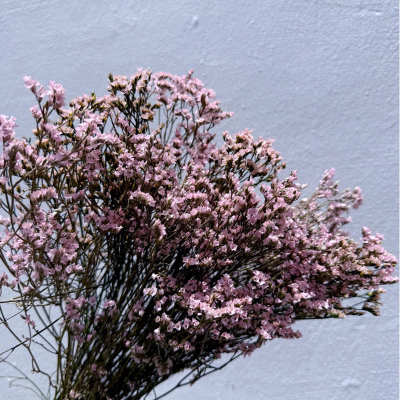 Preserved Limonium 2 | DreamGarden SG