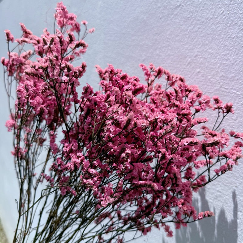 🇸🇬[SG Stock]Preserved Flowers Dried Flowers Preserved Limonium Singapore Local Wholesalers Home Decoration/DIY/Wedding