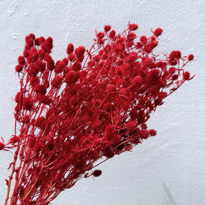 🇸🇬[SG Stock]Preserved Flowers Dried Flowers Preserved Sea Holly Singapore Local Wholesalers Home Decoration/DIY/Wedding