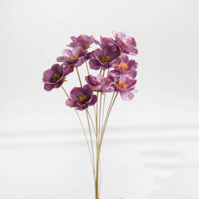 Preserved Flowers Cotton Flowers 2 | DreamGarden SG