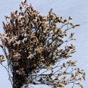 Preserved Limonium 2 | DreamGarden SG