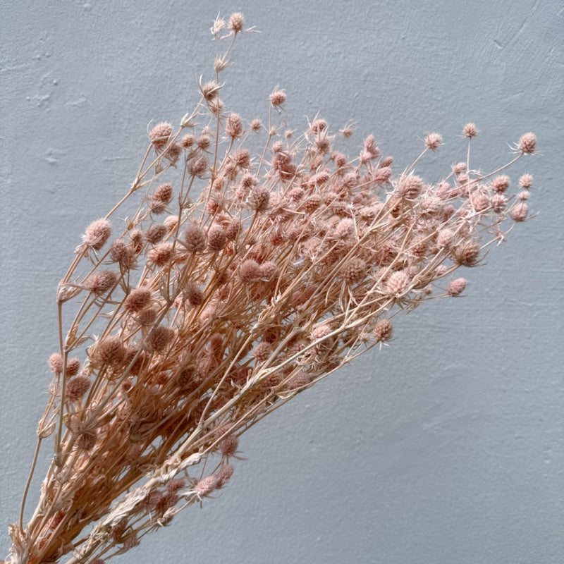 🇸🇬[SG Stock]Preserved Flowers Dried Flowers Preserved Sea Holly Singapore Local Wholesalers Home Decoration/DIY/Wedding