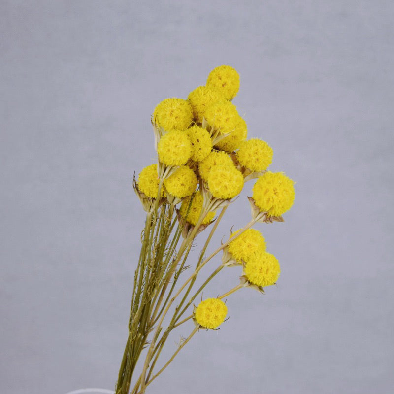 🇸🇬[SG Stock][Dream Garden]Preserved Flowers Dried Flower Home Decoration/DIY/Wedding Dried Phong Fruit Branch TiTi Decor
