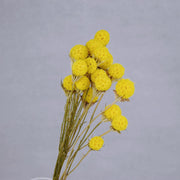 Dried & Preserved Flowers | DreamGarden SG