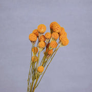 Dried & Preserved Flowers | DreamGarden SG