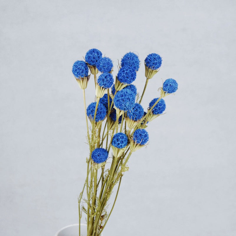 🇸🇬[SG Stock][Dream Garden]Preserved Flowers Dried Flower Home Decoration/DIY/Wedding Dried Phong Fruit Branch TiTi Decor