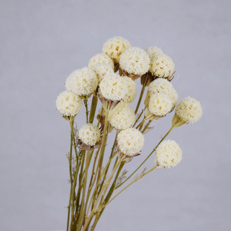 🇸🇬[SG Stock][Dream Garden]Preserved Flowers Dried Flower Home Decoration/DIY/Wedding Dried Phong Fruit Branch TiTi Decor