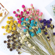 Dried & Preserved Flowers | DreamGarden SG