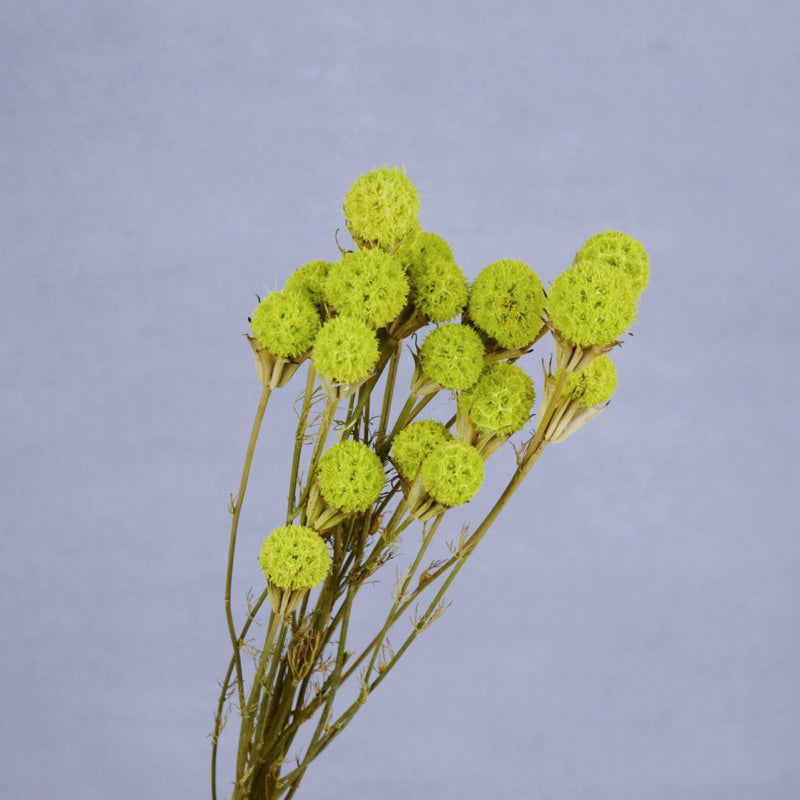 Real Natural Dried Phong Fruit
