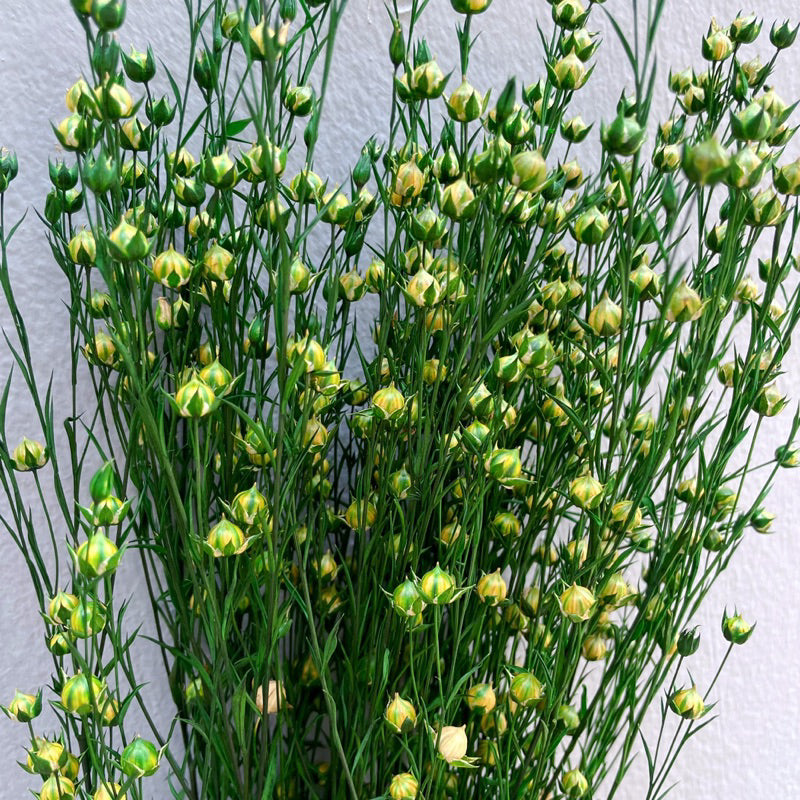 🇸🇬[SG Stock]Preserved Flowers Dried Flowers Dried Acacia Bean  Singapore Local Wholesalers Home Decoration/DIY/Wedding