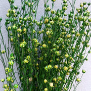 Dried Acacia Bean | DreamGarden SG