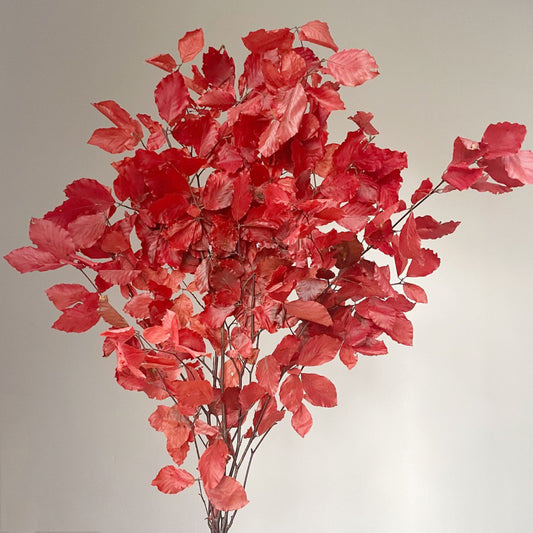 Preserved Eucalyptus