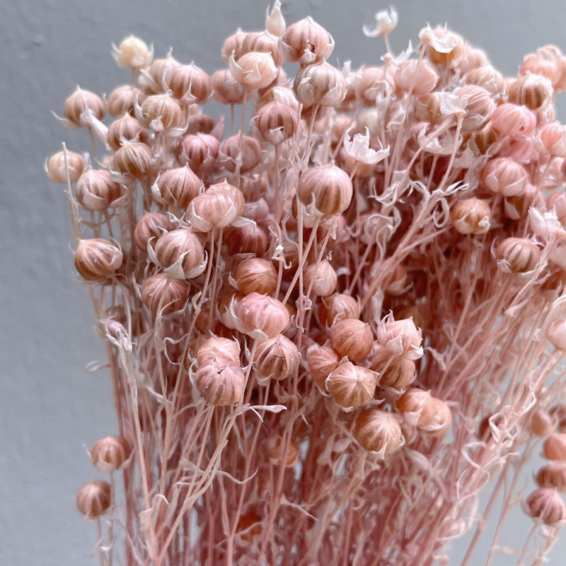 🇸🇬[SG Stock]Preserved Flowers Dried Flowers Dried Acacia Bean  Singapore Local Wholesalers Home Decoration/DIY/Wedding