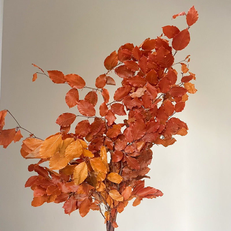 🇸🇬[SG Stock]Singapore Local Wholesaler Dream Garden Preserved Flowers Dried Flower Preserved Leaves Preserved Eucalyptus