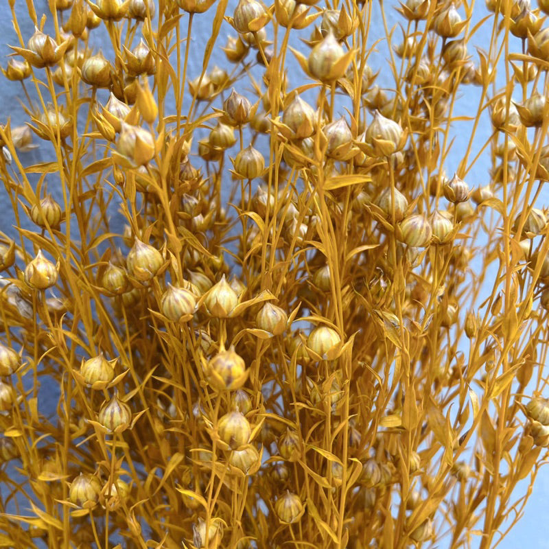 🇸🇬[SG Stock]Preserved Flowers Dried Flowers Dried Acacia Bean  Singapore Local Wholesalers Home Decoration/DIY/Wedding