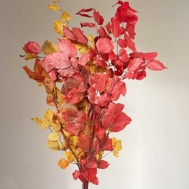🇸🇬[SG Stock]Singapore Local Wholesaler Dream Garden Preserved Flowers Dried Flower Preserved Leaves Preserved Eucalyptus