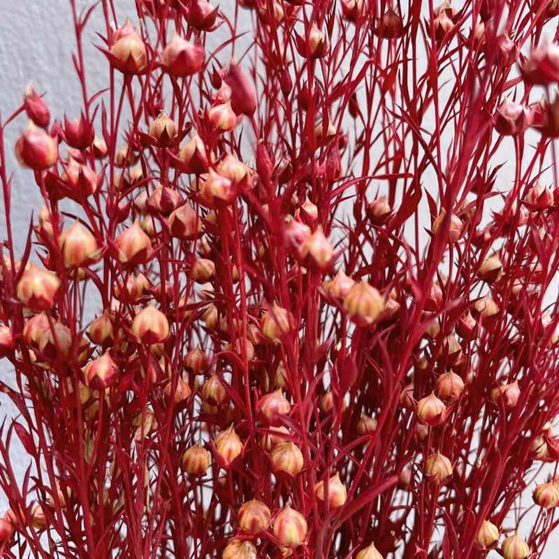 🇸🇬[SG Stock]Preserved Flowers Dried Flowers Dried Acacia Bean  Singapore Local Wholesalers Home Decoration/DIY/Wedding