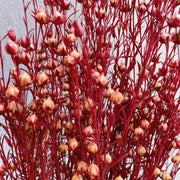 Dried Acacia Bean | DreamGarden SG