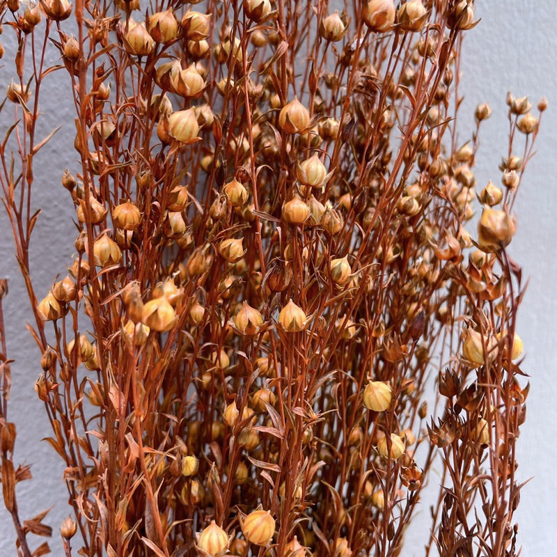 🇸🇬[SG Stock]Preserved Flowers Dried Flowers Dried Acacia Bean  Singapore Local Wholesalers Home Decoration/DIY/Wedding
