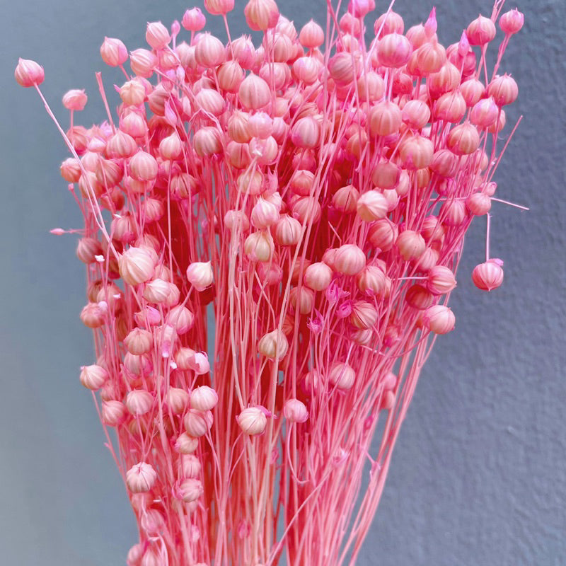 🇸🇬[SG Stock]Preserved Flowers Dried Flowers Dried Acacia Bean  Singapore Local Wholesalers Home Decoration/DIY/Wedding