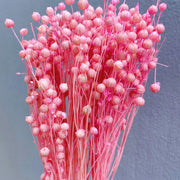 Dried Acacia Bean | DreamGarden SG