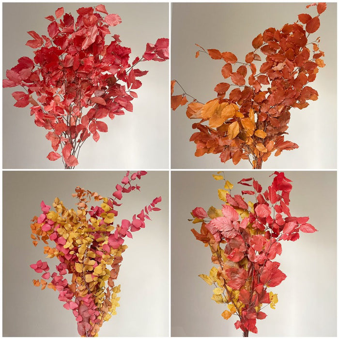 Preserved Leaves Preserved Eucalyptus 2 | DreamGarden SG