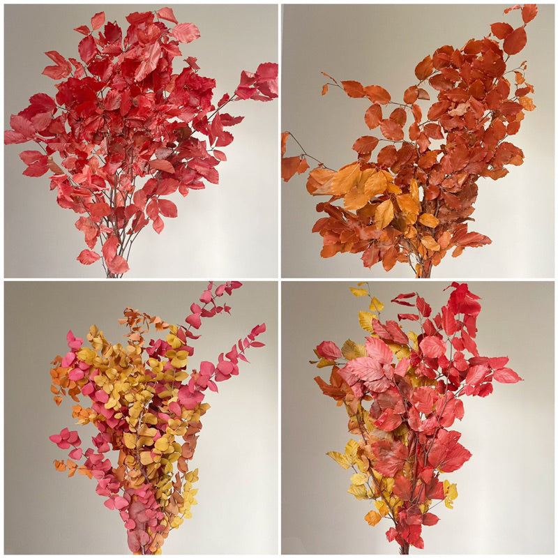🇸🇬[SG Stock]Singapore Local Wholesaler Dream Garden Preserved Flowers Dried Flower Preserved Leaves Preserved Eucalyptus
