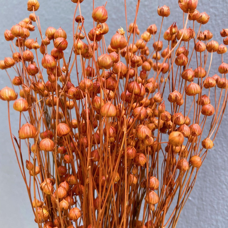 🇸🇬[SG Stock]Preserved Flowers Dried Flowers Dried Acacia Bean  Singapore Local Wholesalers Home Decoration/DIY/Wedding