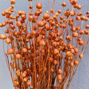 Dried Acacia Bean | DreamGarden SG