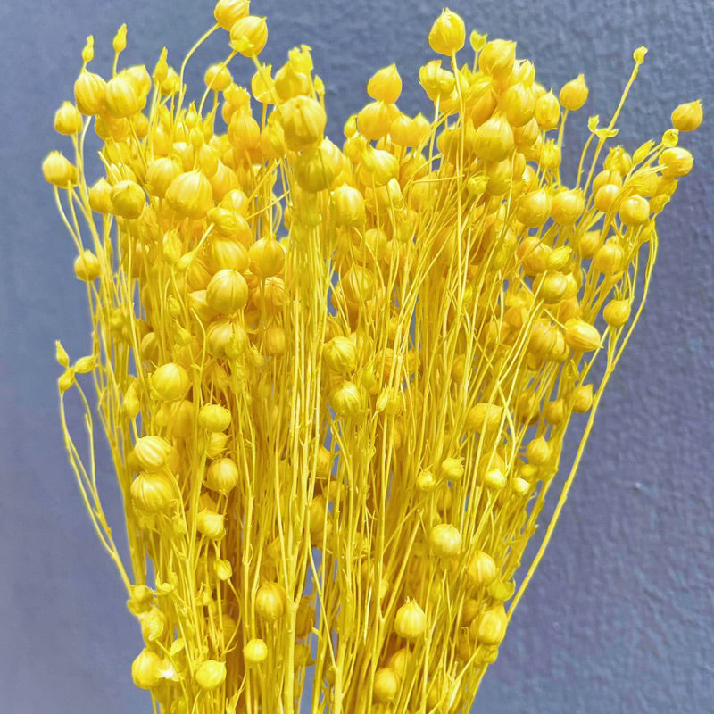 🇸🇬[SG Stock]Preserved Flowers Dried Flowers Dried Acacia Bean  Singapore Local Wholesalers Home Decoration/DIY/Wedding