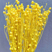 Dried Acacia Bean | DreamGarden SG