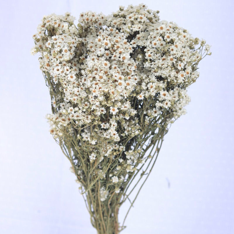 Italy Dried Ixodia Dried White Daisy | DreamGarden SG