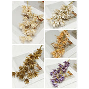 Pearl color Golden Sliver Dried Flower Melon seed Flowers | DreamGarden SG