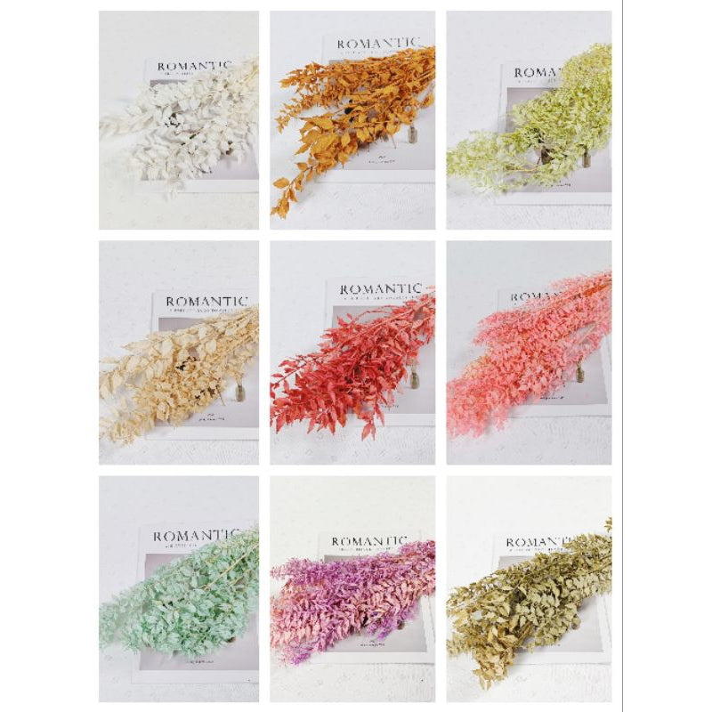 🇸🇬[SG Stock]Preserved Flowers Dried Flowers Preserved Ruscus Singapore Local Wholesaler Home Decoration/DIY/Wedding