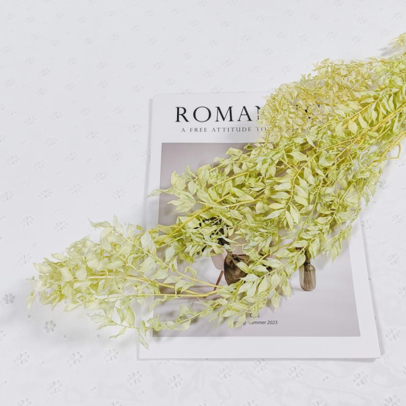 🇸🇬[SG Stock]Preserved Flowers Dried Flowers Preserved Ruscus Singapore Local Wholesaler Home Decoration/DIY/Wedding