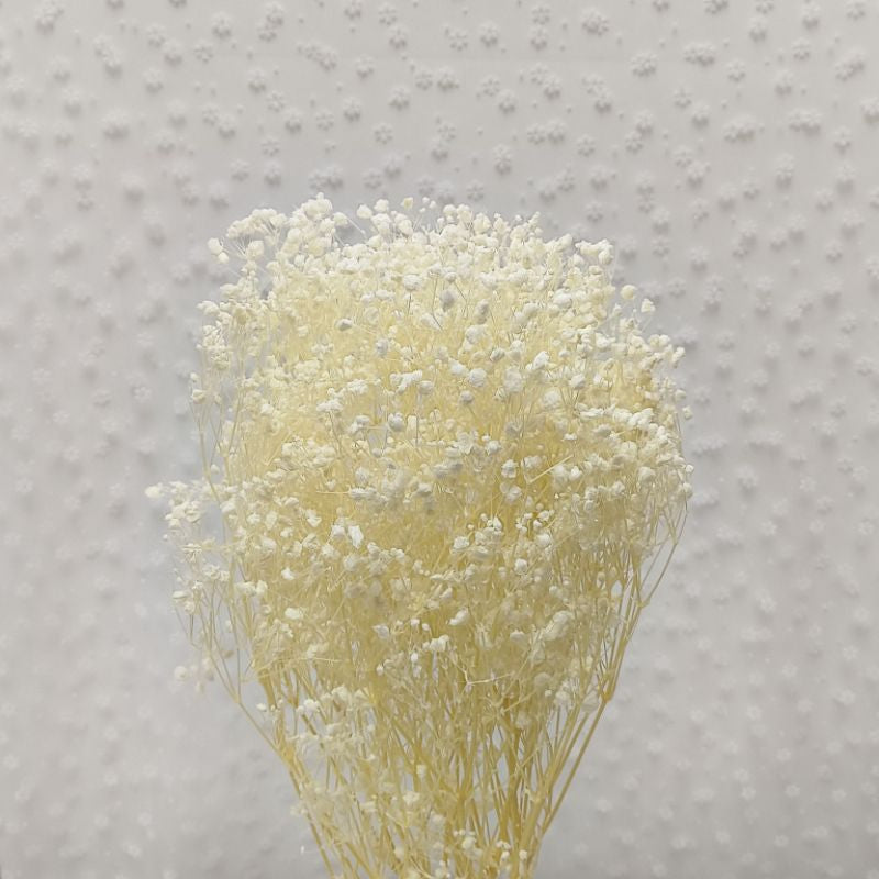 🇸🇬[SG Stock] Preserved Babybreath Dried Flower Singapore Local Wholesalers Home Decoration/DIY/Wedding