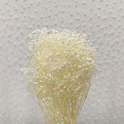Preserved Babybreath Dried Flower | DreamGarden SG