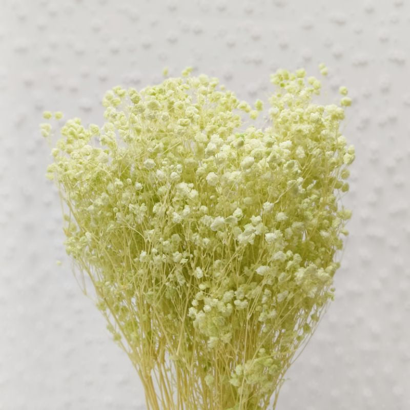 🇸🇬[SG Stock] Preserved Babybreath Dried Flower Singapore Local Wholesalers Home Decoration/DIY/Wedding