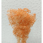 Preserved Babybreath Dried Flower | DreamGarden SG