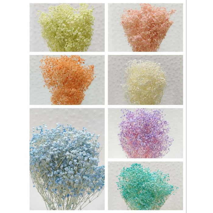 Preserved Babybreath Dried Flower | DreamGarden SG