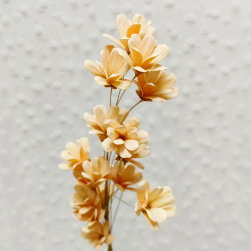 🇸🇬[SG Stock]Dream Garden Pearl color Golden Sliver Dried Flower Melon seed Flowers Handmade Japanese Wood Flowers