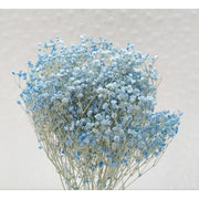 Preserved Babybreath Dried Flower | DreamGarden SG
