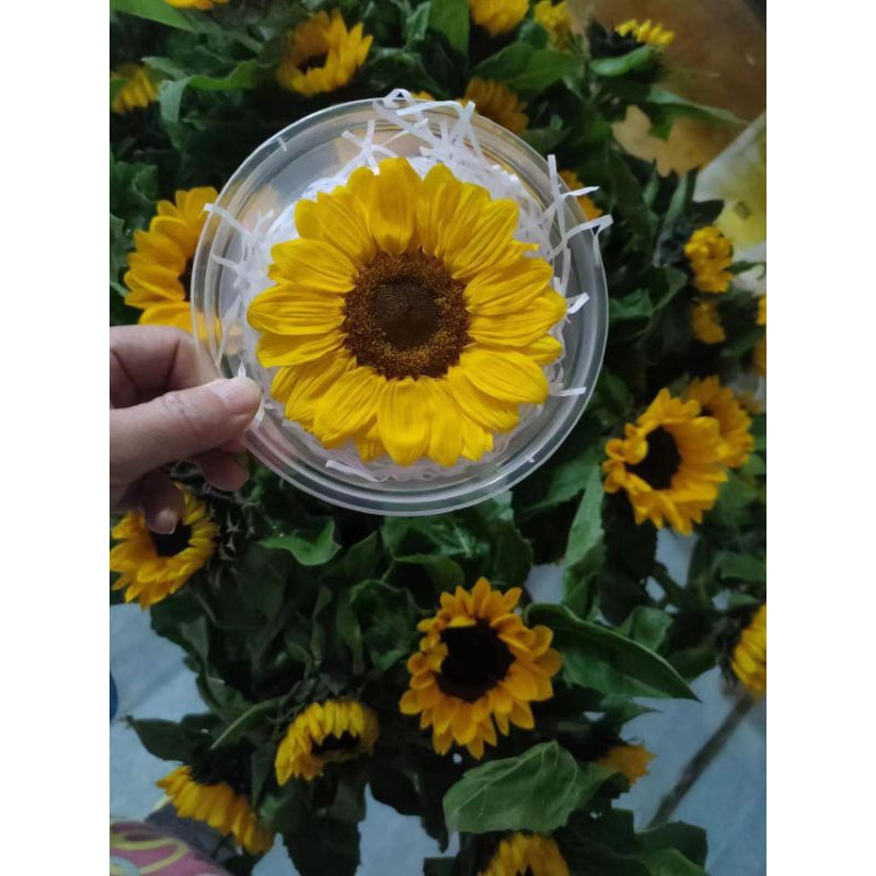 🇸🇬[SG Stock] Sunflowers  Dried Flowers Singapore Local Home Decoration/DIY/Wedding