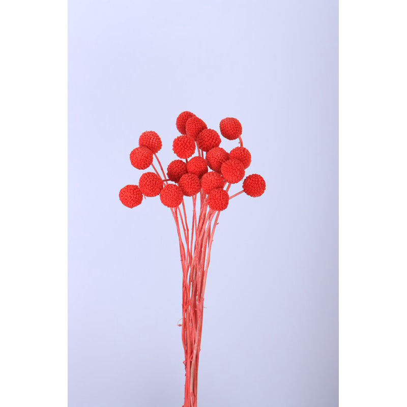🇸🇬[SG Stock]Preserved Flowers Dried Flowers Preserved Billy Buttons Singapore Local Florist/Home Decoration/DIY/Wedding
