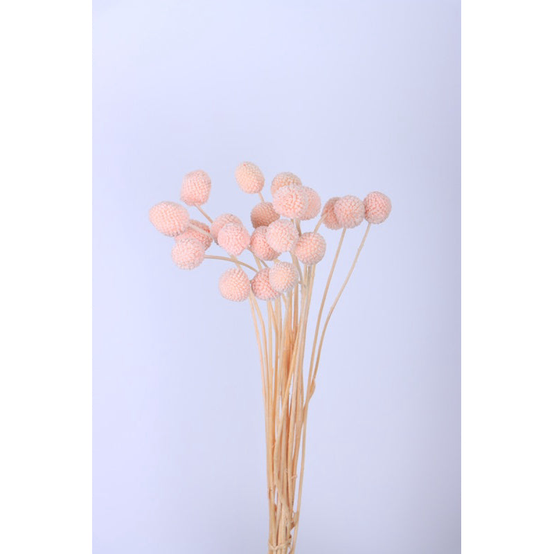 🇸🇬[SG Stock]Preserved Flowers Dried Flowers Preserved Billy Buttons Singapore Local Florist/Home Decoration/DIY/Wedding