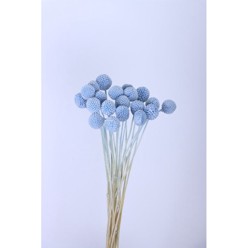 🇸🇬[SG Stock]Preserved Flowers Dried Flowers Preserved Billy Buttons Singapore Local Florist/Home Decoration/DIY/Wedding